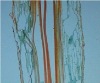 Monocot root l.s.microscope slides