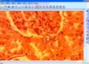 professional microscope software software to view and take photos RJ-XWJ-SVR